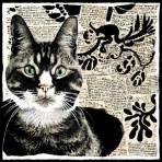 穏やかな日、猫との生活
