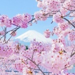 　日経225先物のﾁｬｰﾄを見極めて簡単に勝てる方法 　 　開始1時間が勝負！