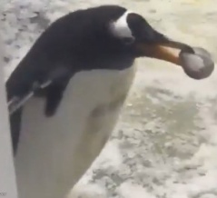 ペンギンは夫婦愛が深いって言うけど…妻から石を盗み出した夫がしたかったこと