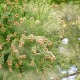 【朗報】関東から西ではスギ花粉がピークアウト！！ 少しはマシな日々に