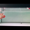 アップルショート