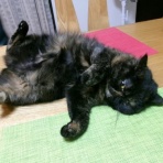 ”猫おでん”あり〼。