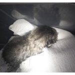 子猫保護してしまったんだがどうするのがベストなのかわからない