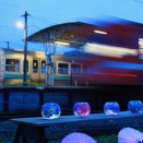 岳南鉄道の紫陽花祭り📸😊