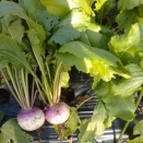 あやめ雪の収穫　12/6