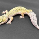 ３階新入荷　レオパ、ヘビ