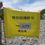 『【仁淀川特別採捕】v(´∀｀*v)ﾌﾞｲﾌﾞｲ』の画像