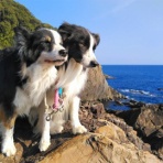 ひろいびと 清掃登山犬達と三重県の山ゴミ拾い清掃活動記録