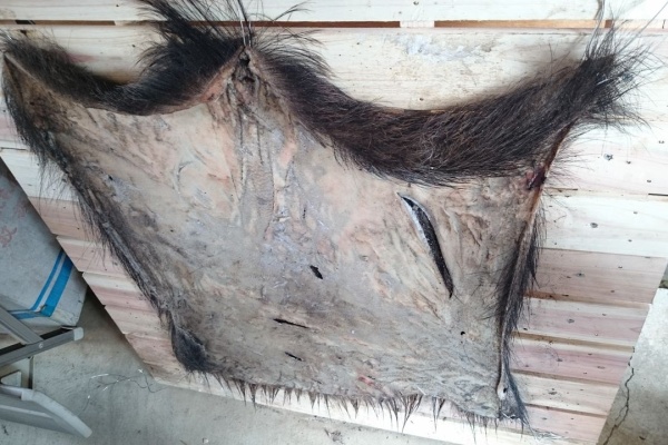 グンマーの狩猟日誌 狩猟