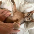 それぞれのスリッカーブラシ　ジャミちゃん編