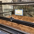 当店の爬虫類事情～進展～