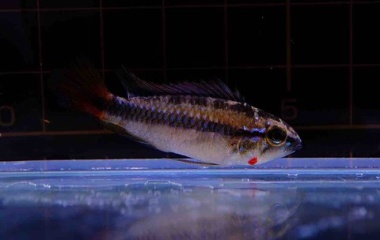 『5月31日(土)熱帯魚入荷&在庫情報🐟』の画像