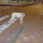 いんちょブログ