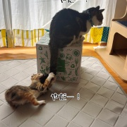 シュウさまはスイカ。