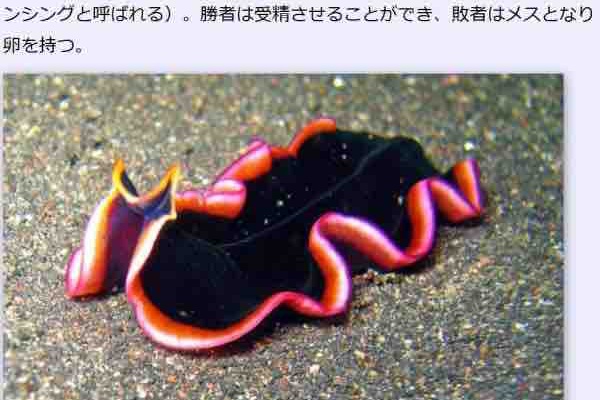 あごひげ海賊団 21