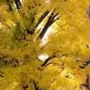 新宿御苑_1128 X-E3