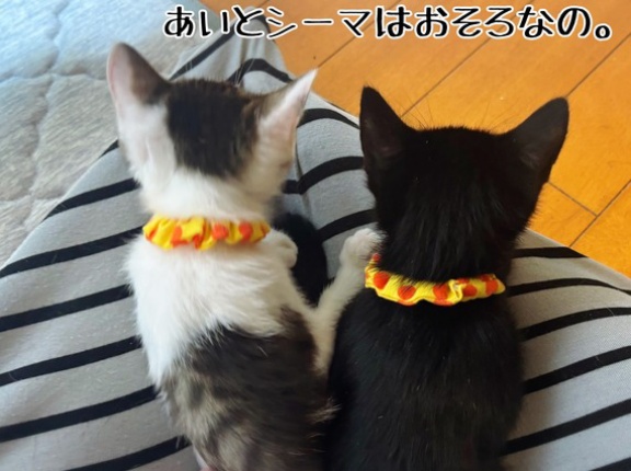 子猫に首輪を…