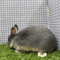 新しいうさぎさんのご紹介です🐇