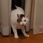 ゆずの本箱
