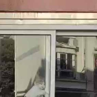 猫の動画 ねこわん！