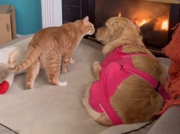 手術から帰宅した犬がしょんぼりしていたら…猫がそっと寄り添ってあげる