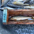 本日の釣果