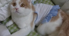 おとなしく見えたこゆきの家族記念日とトケイソウ③