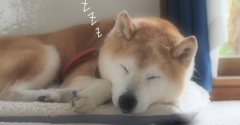すぴ〜ZZZ