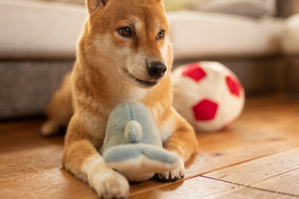 ROBERTOHOUSE - 2020年11月