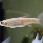 バイオリン（Fiddle)も鳥見も楽しいやん