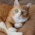 戻る猫。