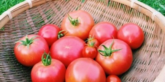 トメィトォがどうしてトマトに聞こえたのかなあ？