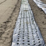 気比野菜（減農薬・無農薬で米・野菜作りに挑戦）