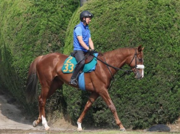 【悲報】プロメサアルムンド骨折で全治６カ月以上