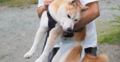 シニア犬貫太、最後のサロンでした