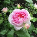 我が家のバラさんたち2026①