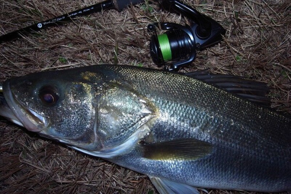 SAKURA LURE DIVISION 釣行記 - C3+ W.o.r.C 9'7