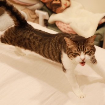寝室から出ない猫。