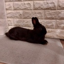 クロエ去勢手術しました