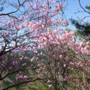 地味尾根ぶらヤシオ　今市ダムから919m地点まで西進後南下して花見　その2