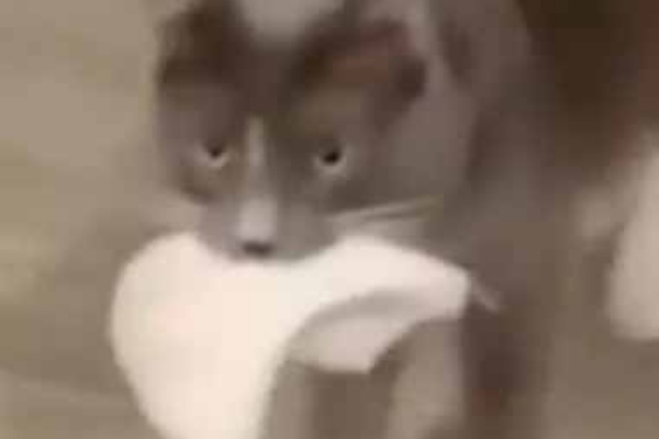 猫の動画 ねこわん 収まる