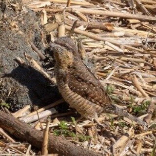 東京港野鳥公園　レンジャーブログ