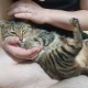 ワイの猫可愛い