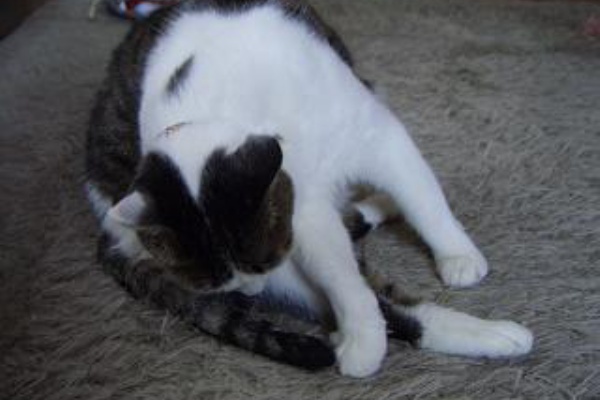 しあわせにゃんこ