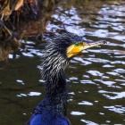 『投稿：BORG71FLによる野鳥２態　2022/03/27』の画像