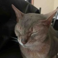 お目めまん丸