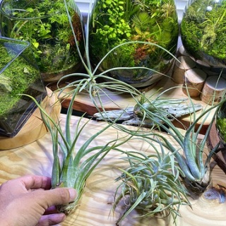 SONOアクアプランツファーム水草･海藻情報局