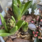 ACTIS FLOWER＆GARDEN GREEN　　プチ*フルール