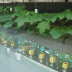 ◆ 園芸部日記 ◆