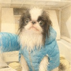 ふわふわぷぅ考